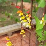 Ipomoea lobata Flor