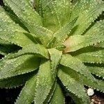 Haworthia magnifica Leaf