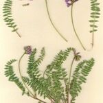 Oxytropis jacquinii Otro