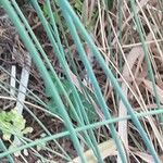 Juncus inflexus Leaf