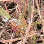 Melinis minutiflora Leaf