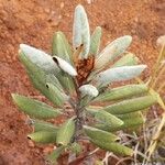 Argophyllum ellipticum Habit