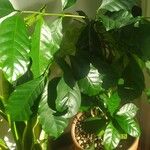 Coffea arabica Folha