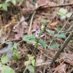 Hemipilia cucullata Blüte