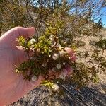 Larrea tridentata ᱵᱟᱦᱟ