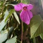 Dalechampia aristolochiifolia Flower