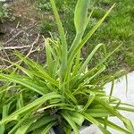 Polianthes tuberosa Yaprak