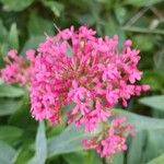 Valeriana rubra Flower