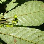 Psychotria jimenezii Leaf