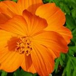 Cosmos sulphureus Kvet