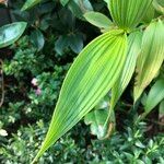 Sobralia macrantha cv. 'Alba' Blad