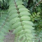 Ailanthus altissima Blatt