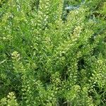 Lepidium austrinum Habit