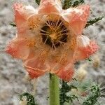 Caiophora chuquitensis Fleur