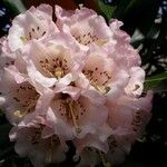 Rhododendron arizelum Flower