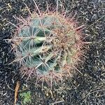 Ferocactus wislizeni Folha