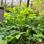 Helleborus dumetorum Flor