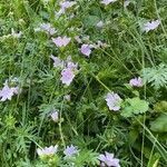 Malva alcea Vekstform