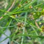 Juncus articulatus Квітка