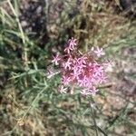 Centranthus angustifoliusফুল