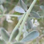 Dorycnium pentaphyllum 树皮
