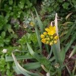 Allium moly Квітка