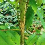 Zanthoxylum caribaeum Bark