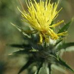 Centaurea melitensis Flower