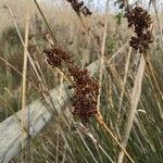 Juncus acutus Vrucht