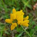 Lotus pedunculatus 花