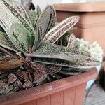 Gasteria obliqua Leaf