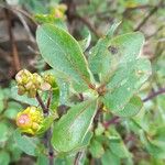 Lonicera etrusca ᱥᱟᱠᱟᱢ