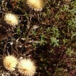 Silybum marianum Plod