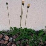 Hieracium pilosella 整株植物