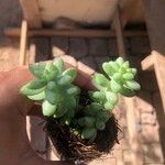 Sedum burritoList