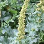 Chenopodium bonus-henricus 整株植物
