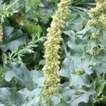 Chenopodium bonus-henricus Hábito
