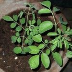Moringa oleifera 葉
