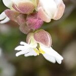 Erophila verna Flower