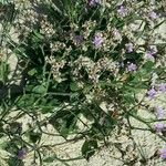 Limonium vulgareFolla