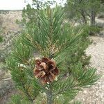 Pinus edulis Hábito