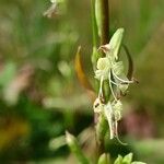 Silene tatarica Blomma