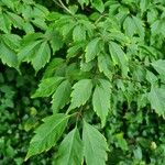 Acer cissifolium 叶