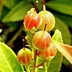 Coriaria myrtifolia Fruit