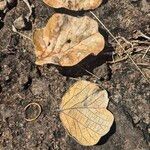 Erythrina abyssinica Leaf