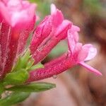 Daphne cneorum Flower