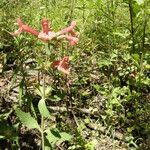 Stachys coccinea Hábitos