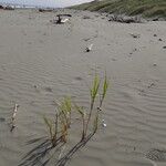 Phragmites karka Celota