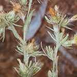 Centaurea melitensis Цветок