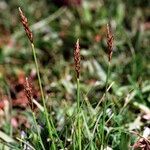 Carex pyrenaica Altro